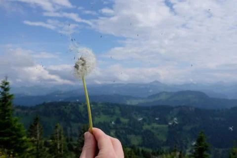 Blowing a dandelion with alps in background Stock Photos