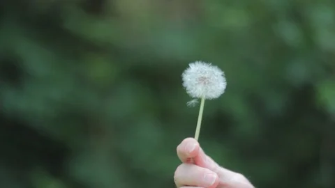 Blowing a dandelion flower Stock Footage 90793090