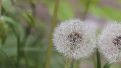 Blowing a dandelion flower Stock Footage 90793190