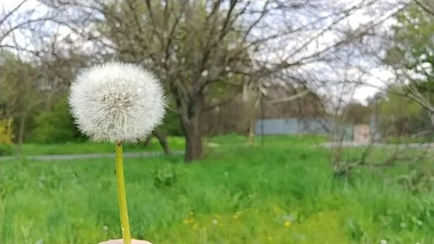 Blowing On A Dandelion Flower. Stock Footage 155281873
