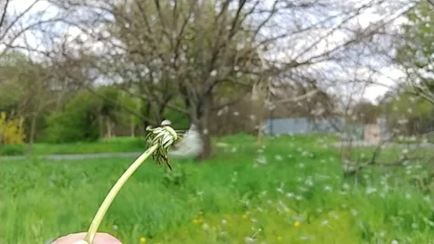 Blowing On A Dandelion Flower. Stock Footage 155281879
