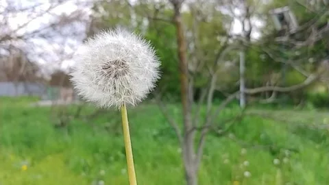 Blowing On A Dandelion Flower. Stock Footage 155281881