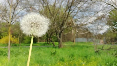 Blowing On A Dandelion Flower. Stock Footage 155281886