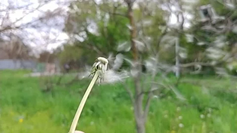 Blowing On A Dandelion Flower. Stock Footage 155281888