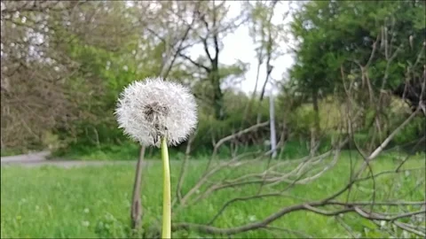 Blowing On A Dandelion Flower. Vídeo Stock 155281890