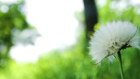 Blowing a dandelion flower Stock Footage 249450569