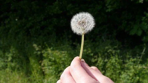 Blowing a dandelion flower in slow motion Stock Footage 106989527