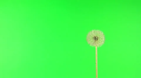 Blowing dandelion Stock Footage 38161590