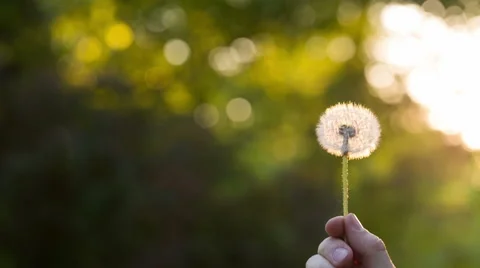 Blowing on a Dandelion Видео 50690115