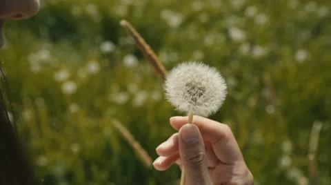 Blowing a dandelion Video stock 66956945