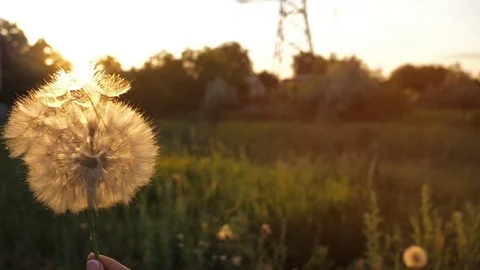Blowing on a Dandelion Видео 77106421