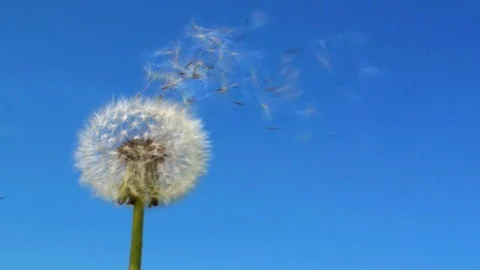 Blowing a dandelion 動画素材 85690052