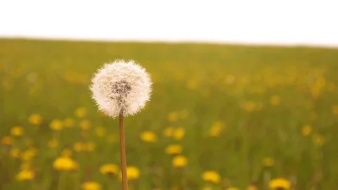 Blowing dandelion on meadow Stockbeeldmateriaal 75614713