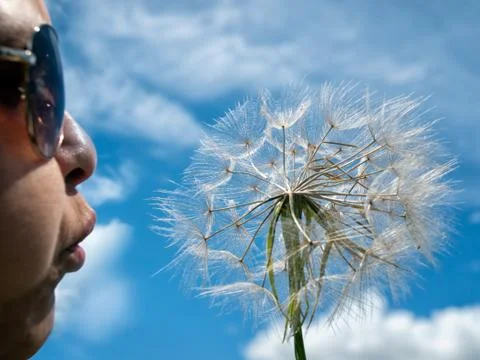 Blowing dandelion Stock Photos