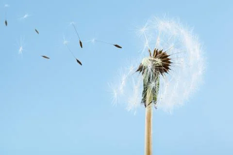 Blowing dandelion Stock Photos