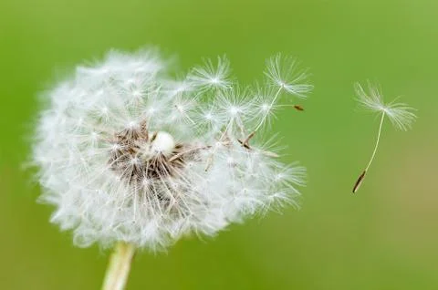 Blowing dandelion Stock Photos