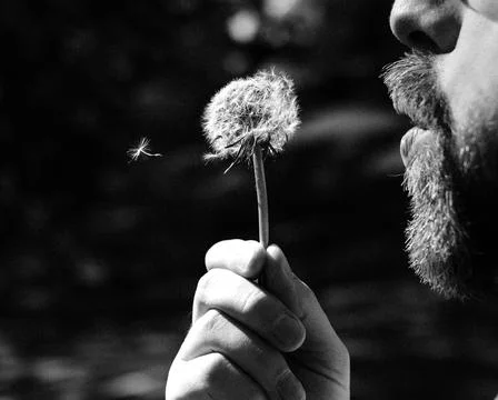 Blowing on a dandelion. Stock Photos