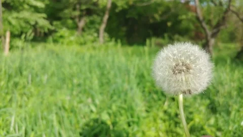 Blowing Dandelion Seed. 動画素材 155282009