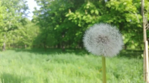Blowing Dandelion Seed. Stockbeeldmateriaal 155282022