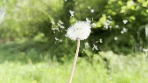 Blowing dandelion seeds into the breeze Stock Footage 333516023