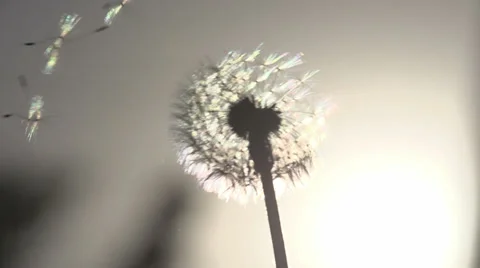 Blowing Dandelion Seeds Stock-Footage 38687485