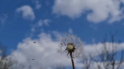Blowing Dandelion Seeds  Видео 155281821