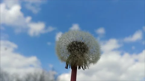 Blowing Dandelion Seeds  Видео 155281836