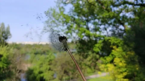 Blowing Dandelion Seeds. Video stock 155281928