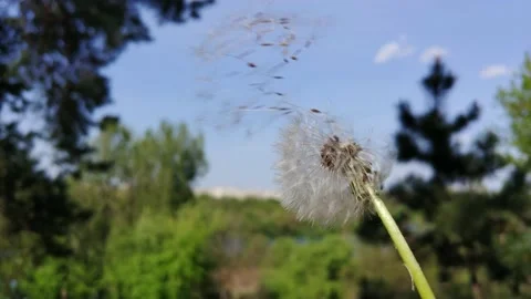 Blowing Dandelion Seeds. Stock Footage 155281942