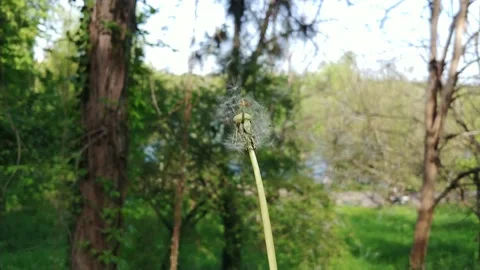 Blowing Dandelion Seeds. Stock Footage 155281956