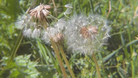 Blowing Dandelion Seeds in Spring Meadow Stock Footage 107220766