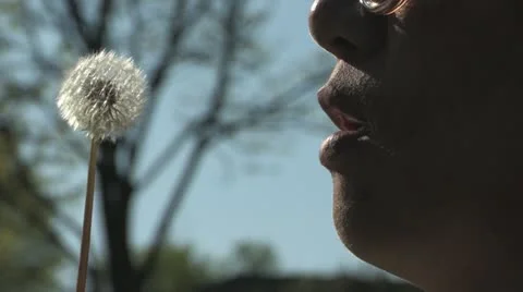 Blowing dandelion seeds in the wind Stock Footage 11146339