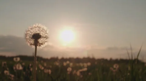 Blowing Dandelion Seeds,slow motion Stock Footage