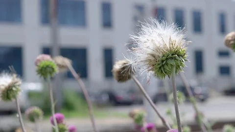 Blowing a dandelion in slow motion Stock Footage 80431026