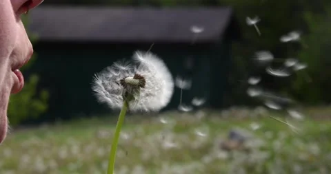 Blowing a dandelion in slow motion Stock Footage 158061937