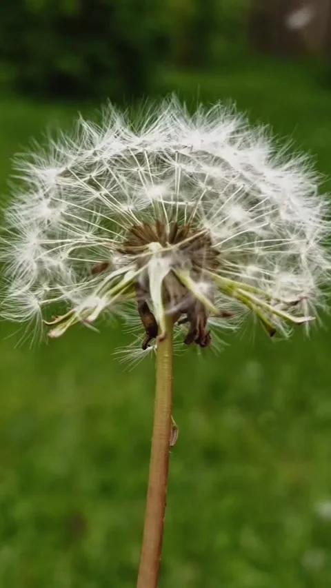 Blowing Dandelion in Slow Motion Stock Footage 310036806
