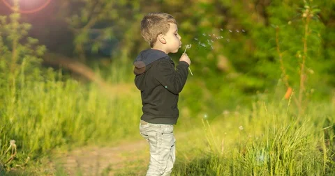 Blowing Dandelions Stock Footage 89707061