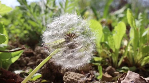 Blowing Dandelions Video stock 101272167