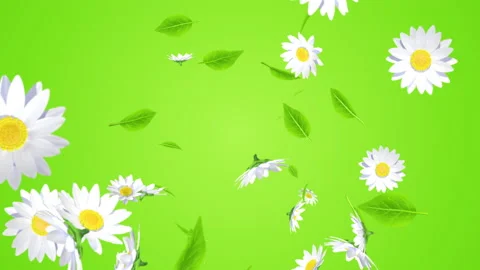 Blowing depth animation, flower and leaf particles - Green color background Stock Footage 238979583