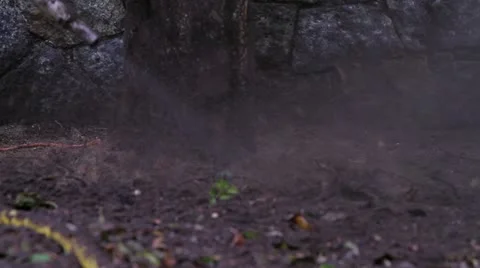 Blowing Dirt From The Roots of a Tree Video stock 19334552