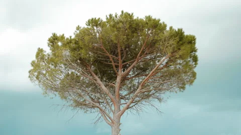 Blowing evergreen pine tree against dark sky background, dramatic sky before Stock Footage 244113265
