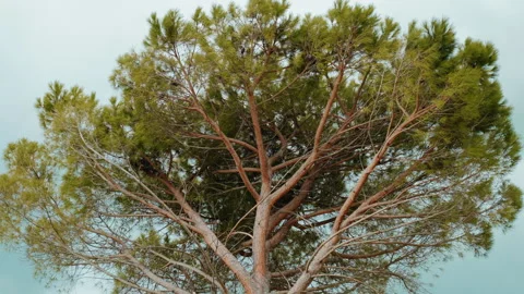 Blowing evergreen pine tree against dark sky background, dramatic sky before Stock Footage 245692598