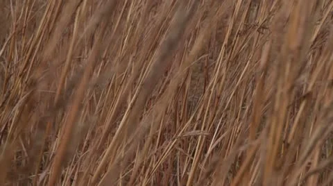 Blowing Fall Prairie Grass Closeup Stock Footage 12246955