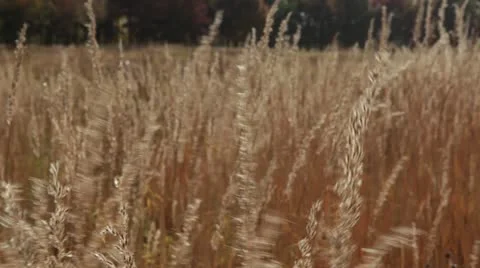 Blowing Fall Prairie Grass Stock Footage 12245846