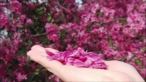  Blowing Flower Petals. Stock Footage 155293137