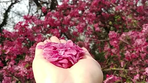  Blowing Flower Petals. Stock Footage 155293139