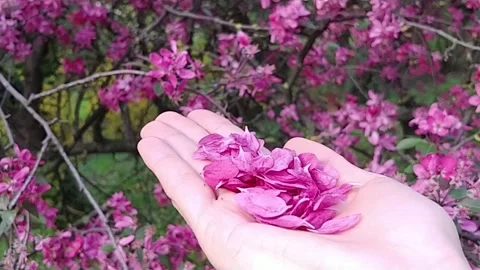  Blowing Flower Petals. Stock Footage 155293142