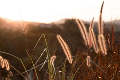 Blowing flowering grass Stock Photos
