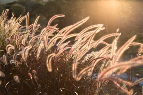 Blowing flowering grass Stock-Fotos