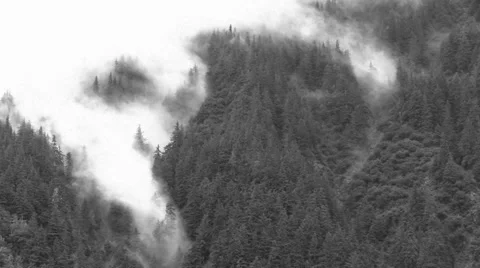 Blowing fog, B&amp;W forest Stock Footage 27794698